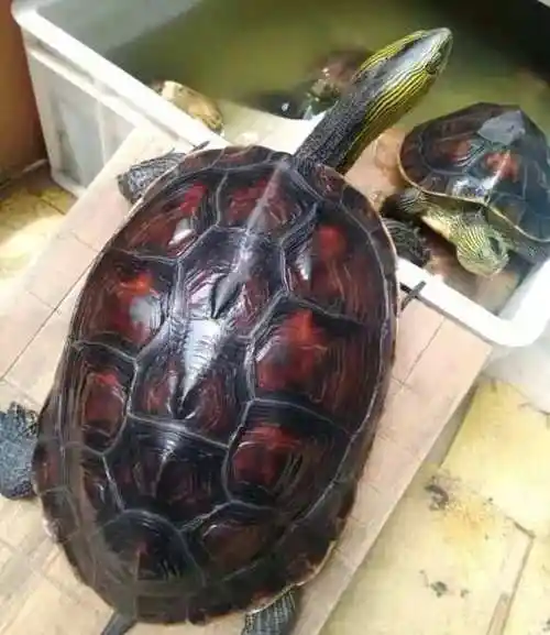 不得掺假,自此中华草龟找到终端,市场价格涨了一波