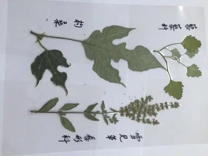 陈之欢近日送给学生的塑封植物标本