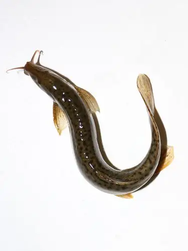 台湾泥鳅苗活体小泥鳅苗龙鱼鳄龟活体饲料鹦鹉鱼罗汉鱼小泥鳅活体