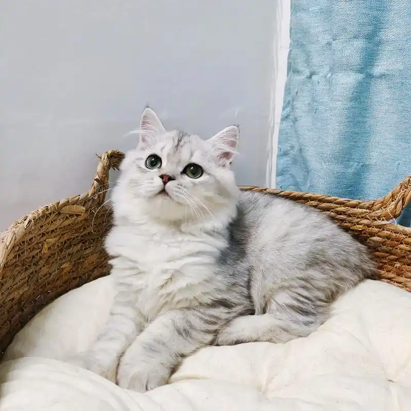 99银渐层中长毛弟弟,一枚帅小伙 .性格很活泼粘人,眼睛大 - 抖音