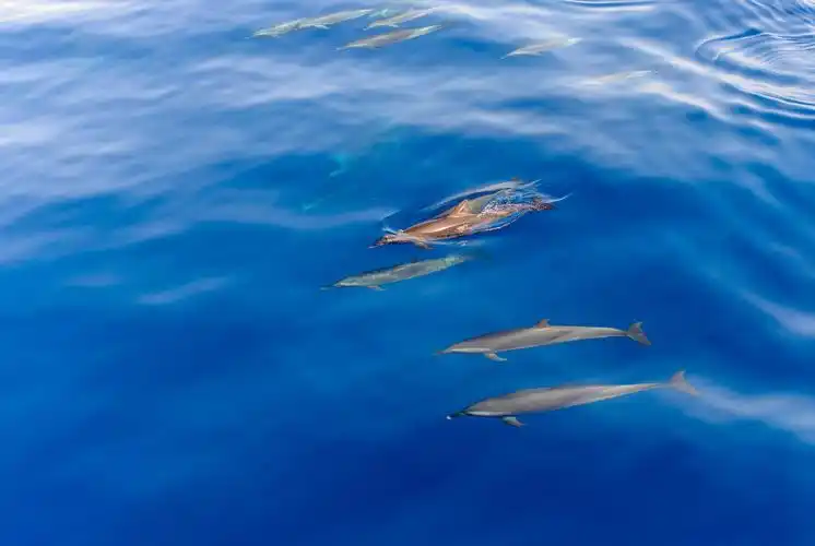 一群海豚在蓝色的海里游来游去