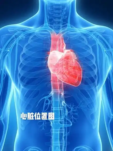 了解心脏位置及解剖图 - 抖音