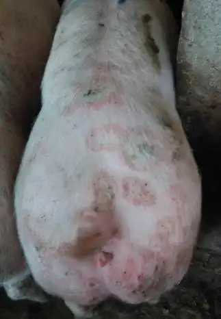 猪玫瑰糠疹的病因,症状及治疗方法_最新猪病诊疗技术_动物疾病诊疗