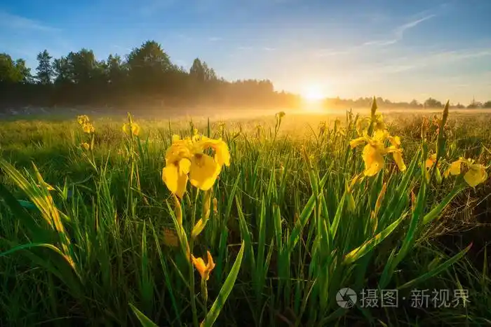 夏日清晨蓝天黄花