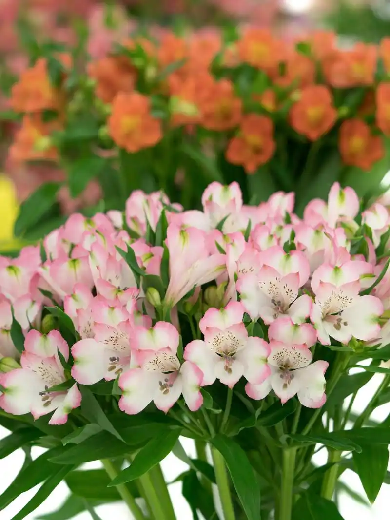 六出花,又称智利百合,秘鲁百合,水仙百合等,是一种美丽而多彩的多年生