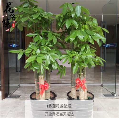 攀枝花鲜花店绿植速递步步高三杆发财树招财树乔迁开业绿植