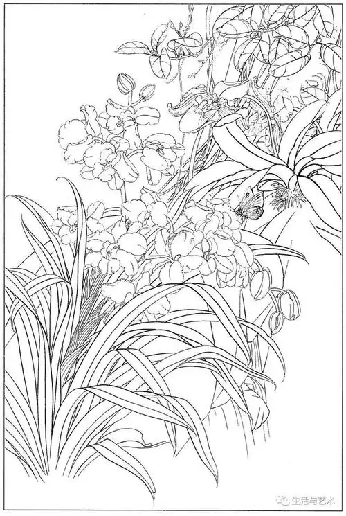 经典兰花白描40幅值得收藏