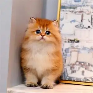 英长金渐层长毛金渐层金色金吉拉幼猫活体宠物猫幼崽绿眼睛包健康