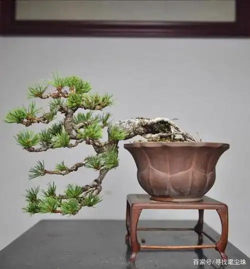 盆景:中国传统艺术之一,分享一些小松树图片,爱好者仅供参考