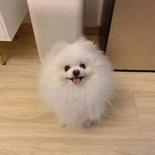 集美们,你们都是怎么样啊?求分享#博美  #狗狗  #宠物成长日记