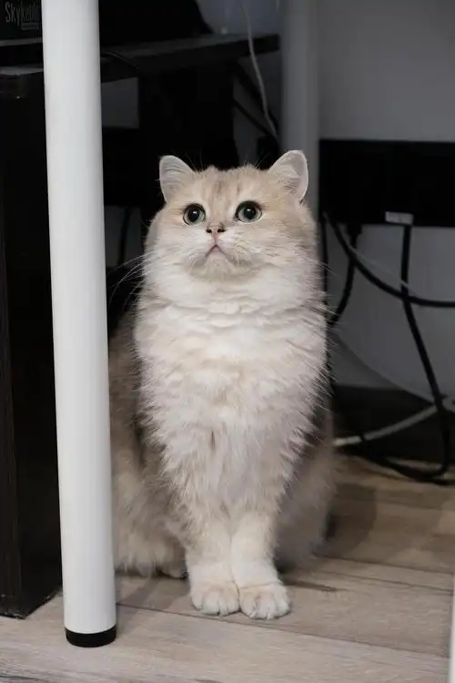 领养的蓝金渐层小胖子