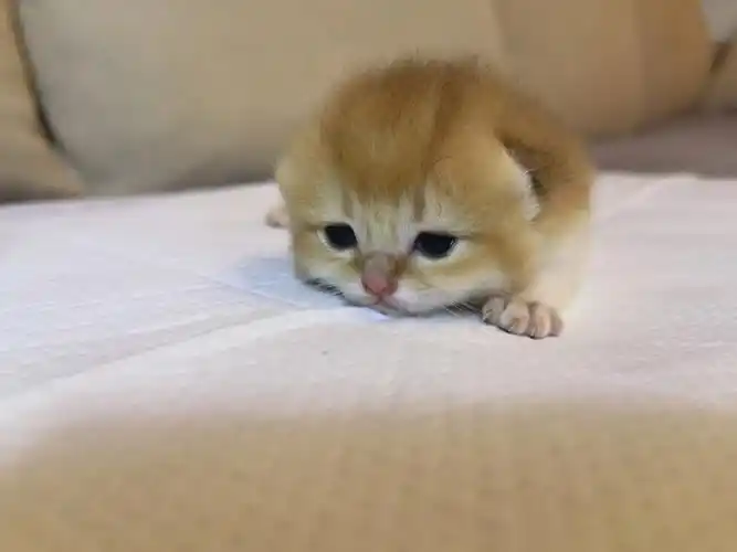 刚睁眼的金渐层弟弟