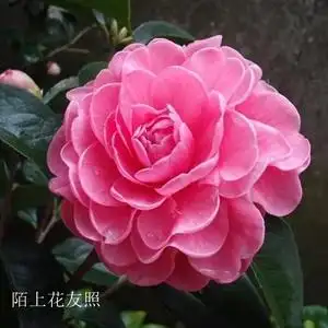 南海明珠云杂品种茶花盆栽苗桃红色巨型花玫瑰型阳台庭院高档绿植