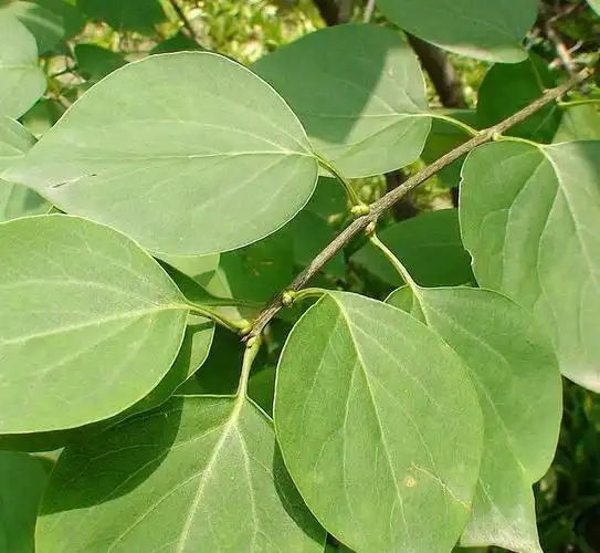 天然纯精油丁香叶精油蒸馏cloveleafoil1