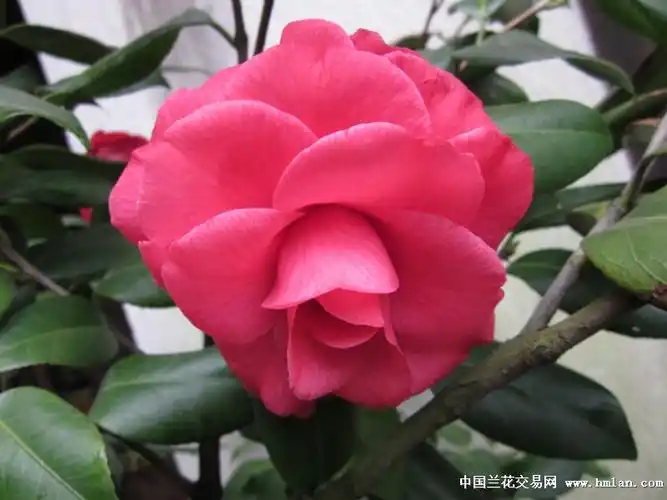 庄重端方的大海伦---------山茶特辑之八-茶花篇-中国兰花交易网社区