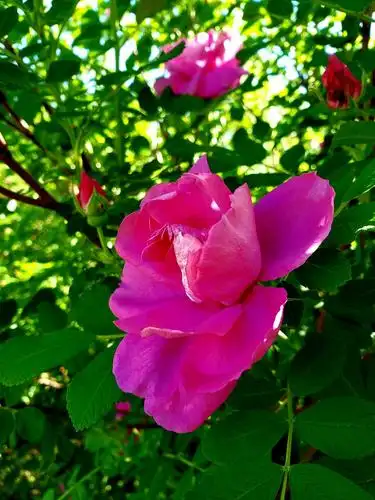 乡村丽人_野玫瑰