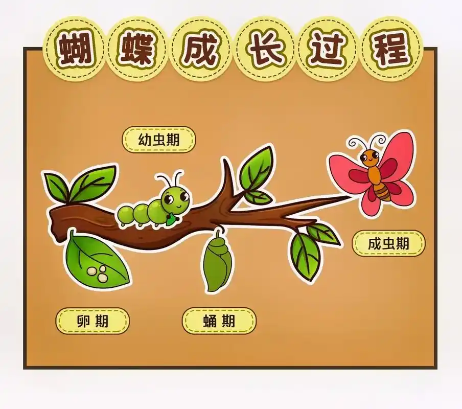 幼儿园环创素材蝴蝶生长过程