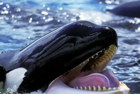 虎鲸寿命最长多少年