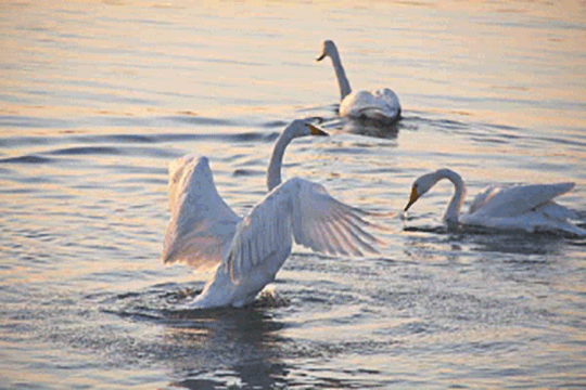 落霞天鹅舞烟墩角每到日落时分是摄影创作的一个良机.