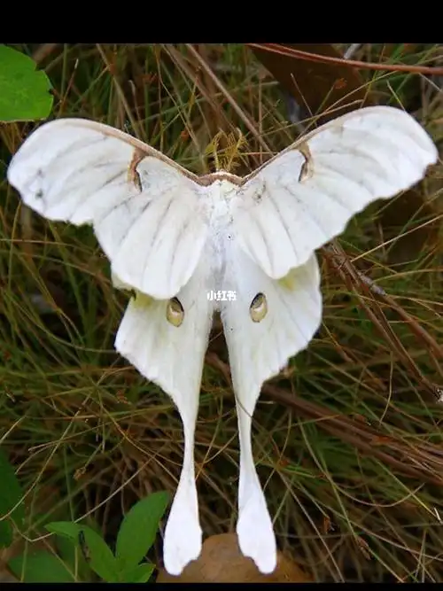 飞蛾是逝者化身吗 灵异_灵异事件_星座命理_星座命理其他