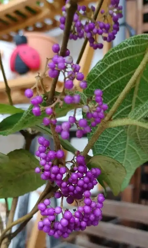 6种"观果植物",小果实挂满枝头,半年不落,喜庆又好看_企业新闻网