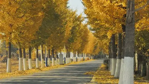 马市岛内的"黄金大道"