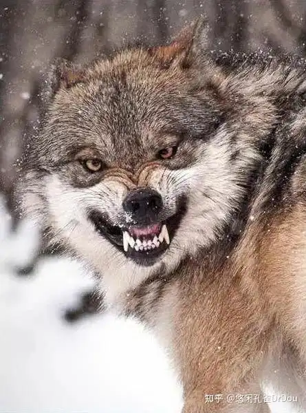 华夏先民是崇拜狼为图腾的吗?