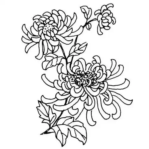 菊花简笔画 菊花简笔画图片大全