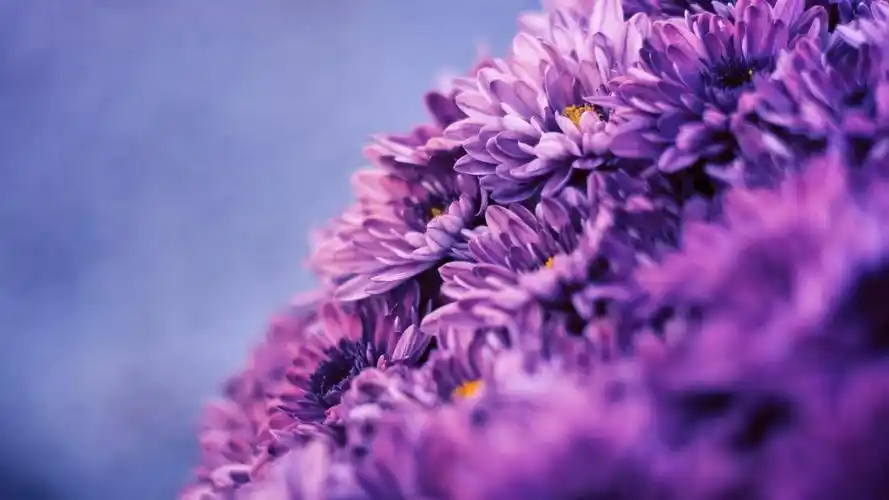 唯美好看的花草植物图片电脑壁纸