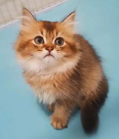 巧克力色金渐层长毛弟弟