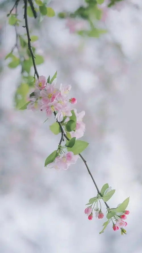 唯美春日樱花手机壁纸_赴约春季樱花手机壁纸_三千图片网