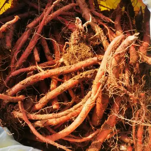 紫花丹参云南紫丹参颜色红条形好丹参酮丹参酸矿物质含量超高