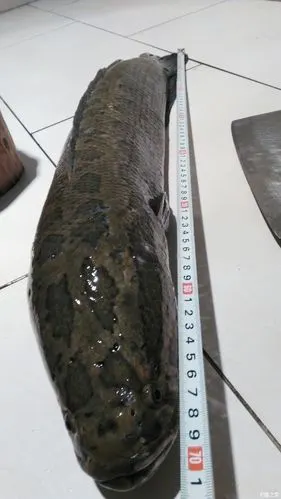 在升钟王家坝用秋鱼钓的大黑鱼十二斤三两,天气24度,有太阳,大约十