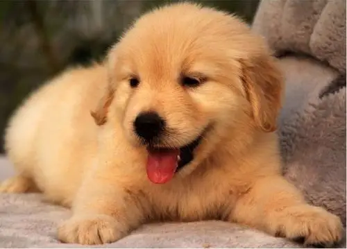 湖南省宠物狗 金毛犬 本犬舍自成立以来,一直以"推广纯种犬概念"为