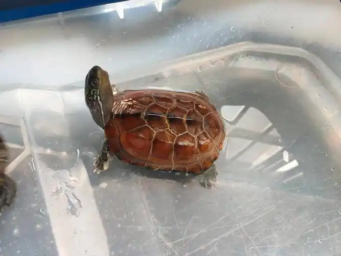 乌龟宝宝出壳记