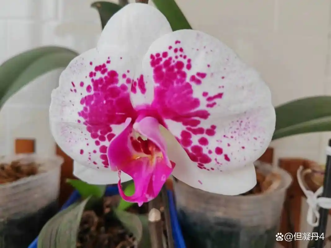 蝴蝶兰养殖注意事项