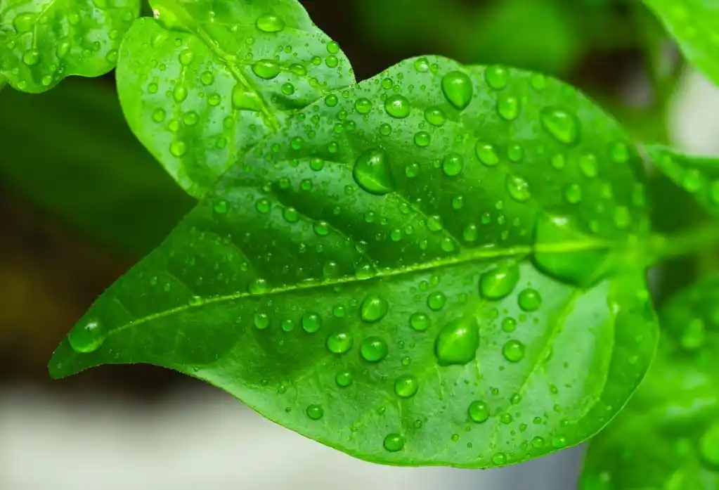 叶子上的水滴,绿叶加水滴