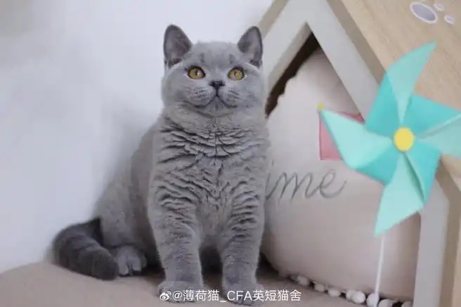 蓝猫##英短蓝猫##cfa猫舍##赛级英短##我一定会有猫的
