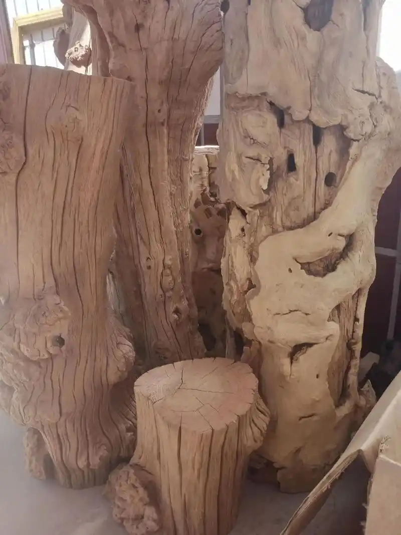 枯木缘.岁月腿去你, 满身的灰尘; 一袭风骨展露你, 沧桑的 - 抖音