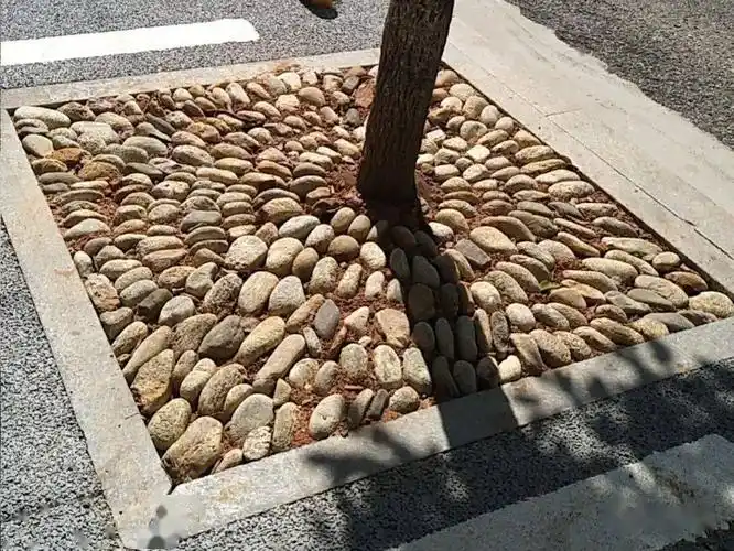 铺满鹅卵石的小树池