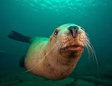 海驴等,是体形最大的一种海狮,因为在颈部生有鬃状的长毛,叫声也很象