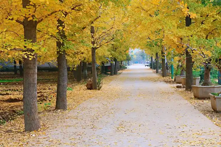 写美篇  坚韧的含义:         银杏树的寿命极长.