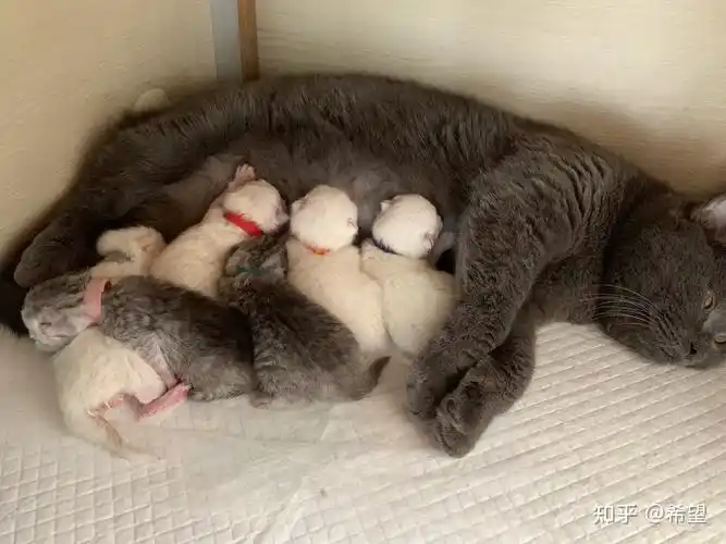 蓝猫和银渐层配对生出来的小猫是什么样的