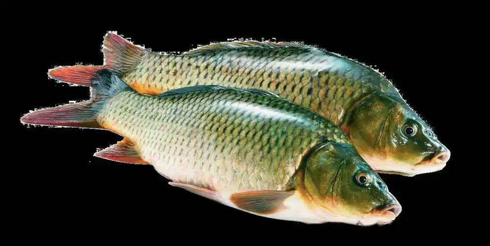 专题|垂钓江湖"鲤鱼"习性秘籍大揭底_食物_水温_饵料