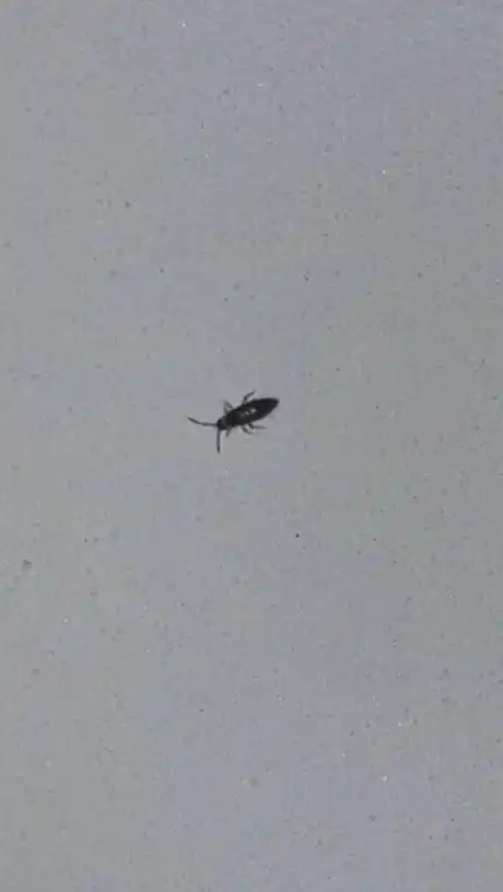 这是跳虫吗,有危害吗?