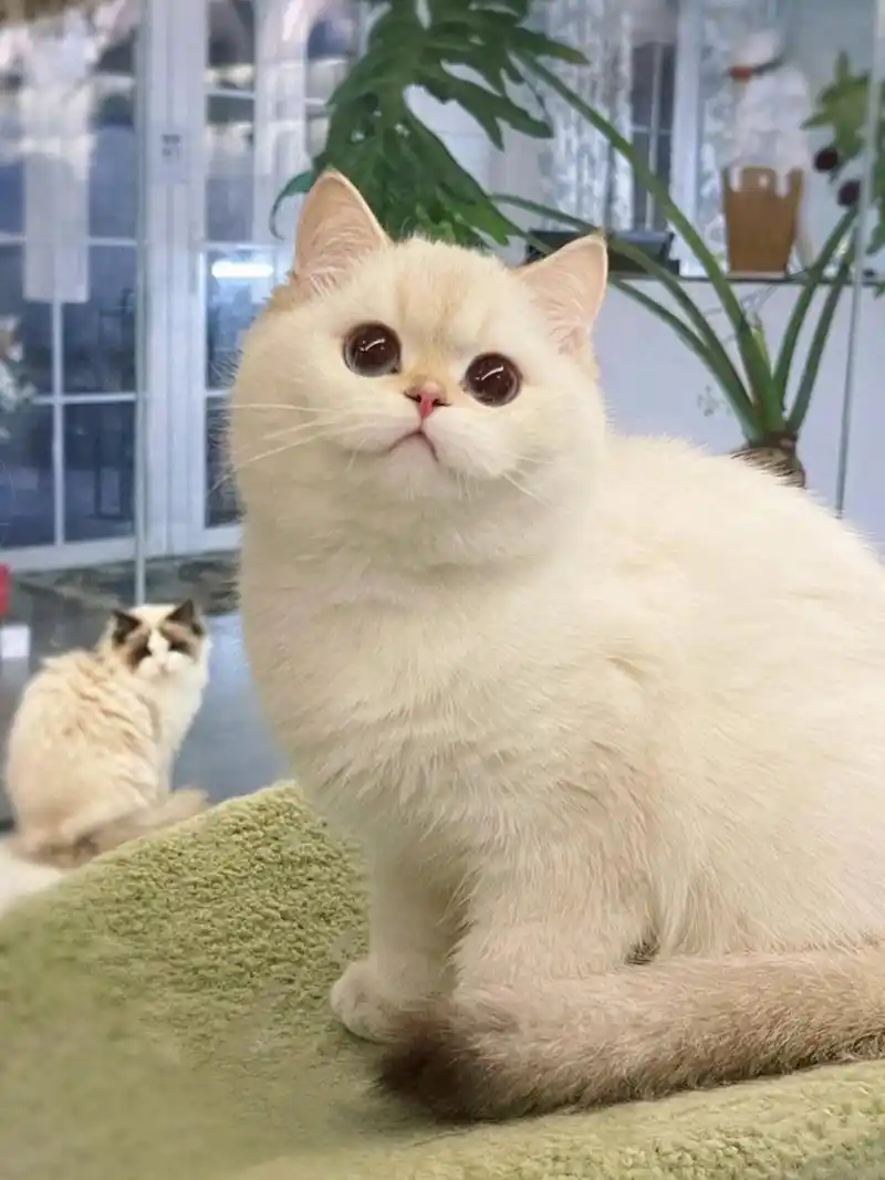 英短金点渐层猫 圆润胖虎 英国短毛猫金点稀有色 蓝眼睛 大脸盘子