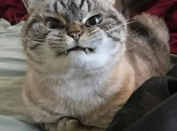 猫恨主人的10种表现随地大小便最让人无奈