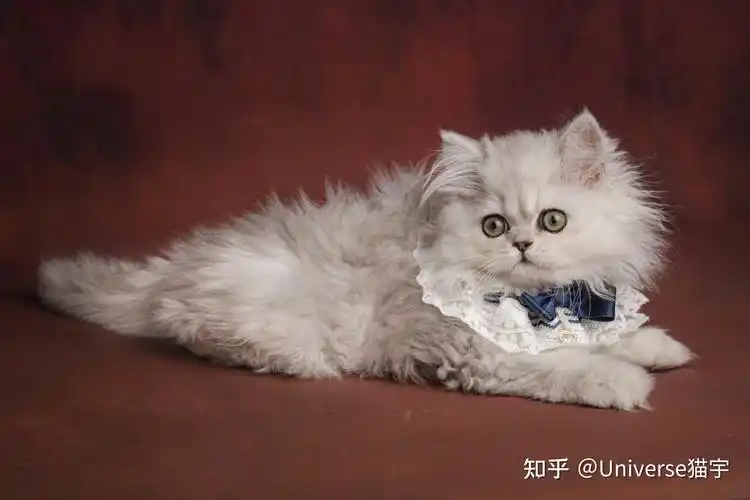 下面是已经送到新家长家的金吉拉小猫咪哦,给大家鉴赏.