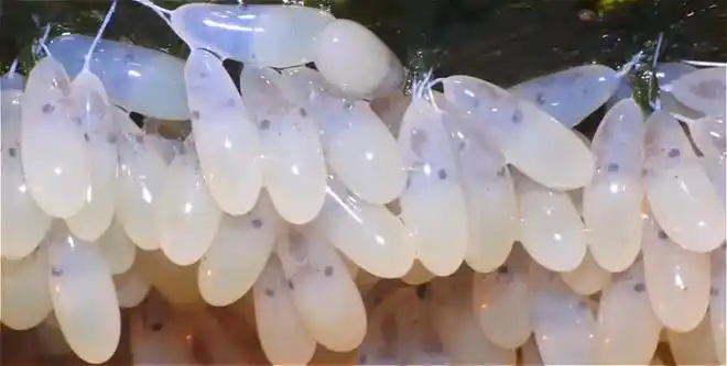 章鱼蛋章鱼的蛋是非常奇特的,它长得像一串串的葡萄一样,章鱼妈妈在生