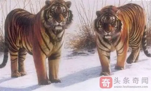 最大猫科动物 巨虎身长4米重1600斤